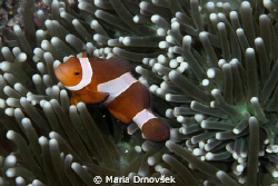 Clown fish  protects his anemone. by Maria Drnovšek 